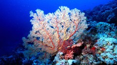 Sea underwater fans coral