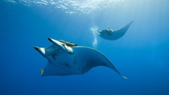 Sea underwater manta ray