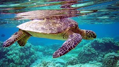 Sea underwater Reptiles turtles