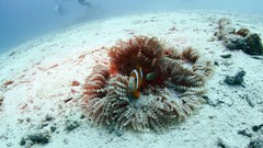 Sea underwater sea anemones clownfish