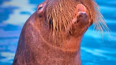 Sea walrus Pacific