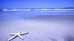Sea water Beaches seastars