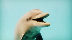 Sea water Dolphins