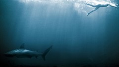 Sea water fish advertisement Sharks Deep Sea artwork