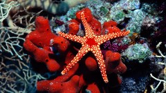Sea water fish starfish underwater
