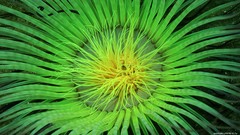 Sea water fish underwater