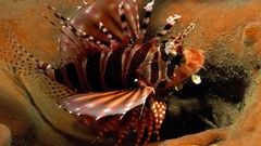 Sea water fish underwater