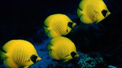 Sea water fish underwater