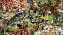 Sea water fish underwater