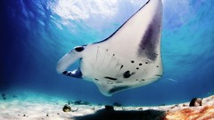 Sea water fish underwater