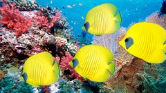 Sea water fish underwater