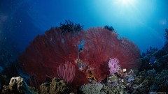Sea water fish underwater