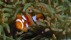 Sea water fish underwater