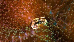 Sea water fish underwater