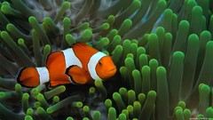 Sea water fish underwater