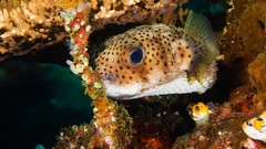 Sea water fish underwater