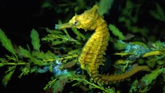 Sea water fish underwater