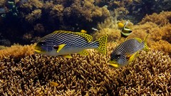 Sea water fish underwater