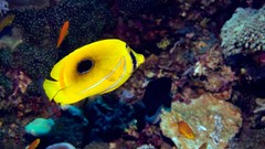 Sea water fish underwater