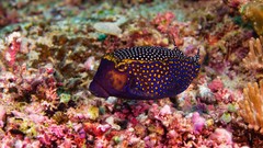 Sea water fish underwater