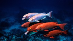Sea water fish underwater