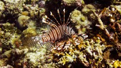 Sea water fish underwater