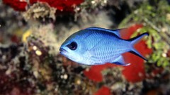 Sea water fish underwater