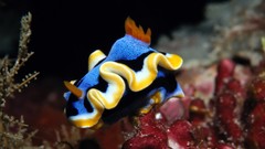 Sea water fish underwater Nudibranchia sea slugs