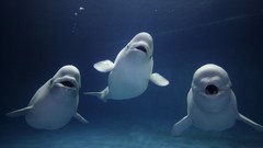 Sea water Japan aquarium beluga whales
