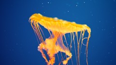 Sea water jellyfish