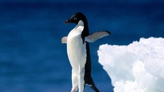 Sea water ocean jump ice Birds Penguins icebergs