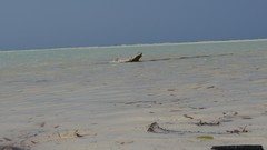 Sea water ocean Majestic flying white sand Bahamas Beaches new 