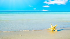 Sea water starfish Beaches skyscapes