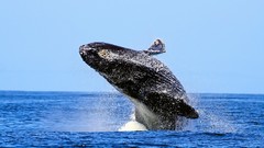Sea Whales