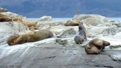 Sea Wolves Island Animals