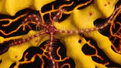 Sea yellow ocean red starfish underwater