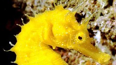 Sea yellow ocean underwater sea anemones seahorses