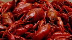 Seafood crayfish crawfish