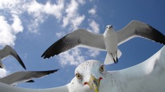 Seagulls