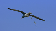 Seagulls defecating seagull Hi