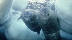 Seal Animals wide