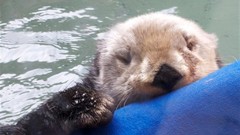 Seal blanket Eddie Vedder