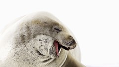 Seals Animals