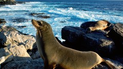 Seals Animals