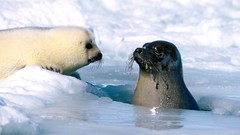Seals Animals animal