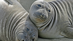 Seals Animals aquatic elephant