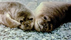 Seals Animals elephant seals