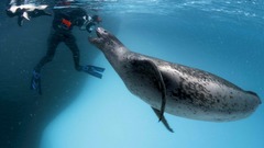 Seals Animals underwater