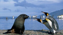 Seals Penguins Animals Birds Sea outdoors
