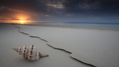 Seashell beach shell sunsets